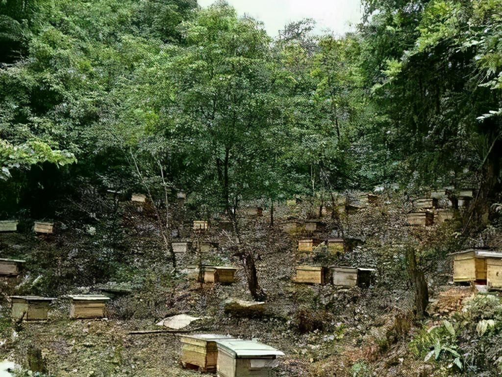 中蜂换蜂场什么时间好(中蜂转场最佳时间)