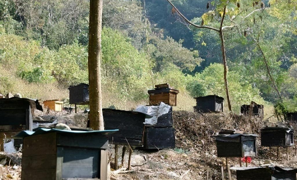 中蜂换蜂场什么时间好(中蜂转场最佳时间)