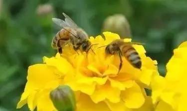 松丹一号产的工蜂是什么颜色(养蜂必先了解的养蜂知识)