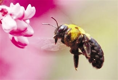 松丹一号春季发展快吗(松丹一号蜂王春繁如何)