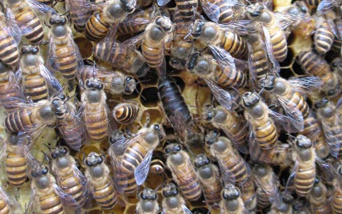 阿坝中蜂哪里有卖(阿坝中蜂如何原种购买)