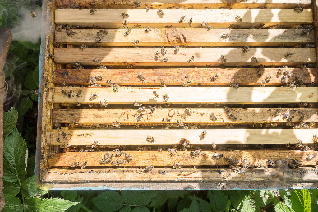 蜂群中有几种蜜蜂(一个蜂群有多少只蜜蜂)