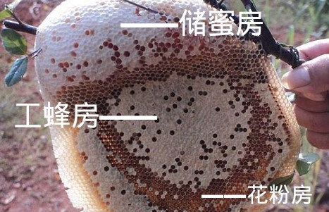 野生的蜜蜂窝长什么样子（野生蜜蜂窝怎么找）