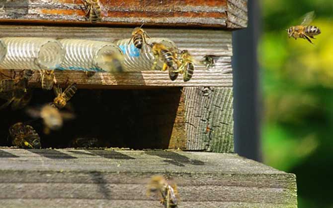蜜蜂分蜂一般会飞多高多远(蜜蜂分蜂一般会跑多远)