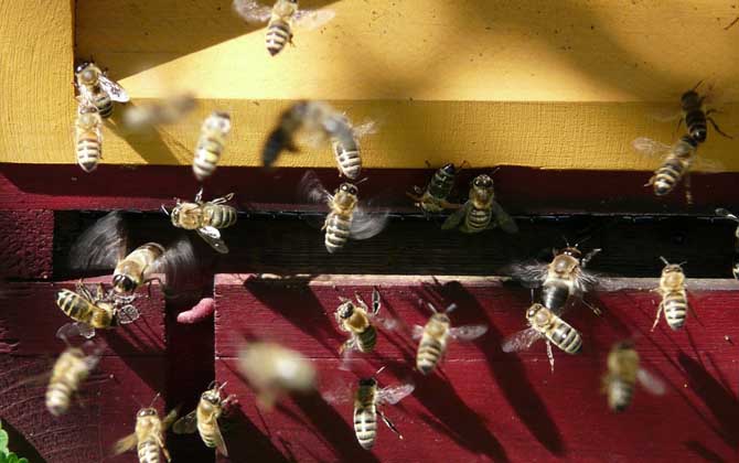 蜜蜂分蜂一般会飞多高多远(蜜蜂分蜂一般会跑多远)