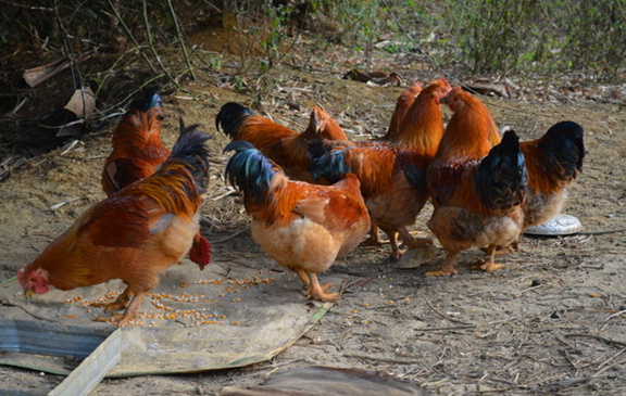适合穷人没本钱的养殖有哪些(适合穷人没本钱的养殖有哪些)