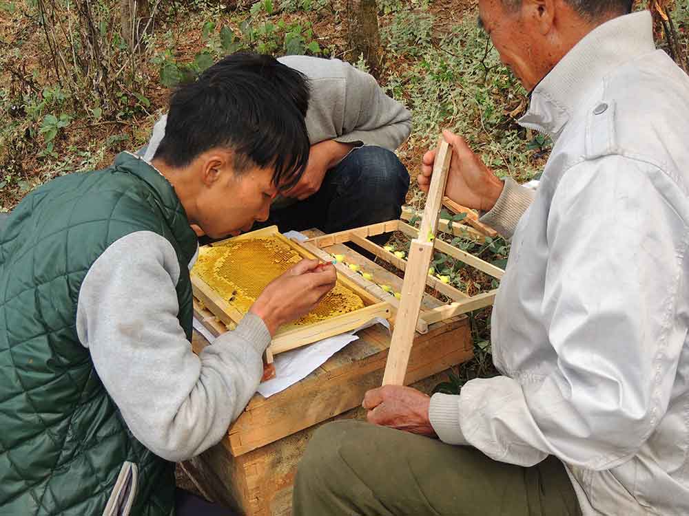 蜂群快速换蜂王的方法