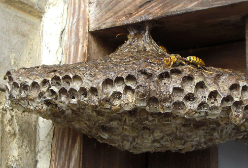野蜂巢要多少钱一斤