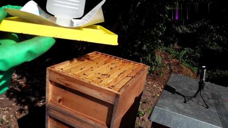 一脾蜂怎么过冬(蜜蜂一脾也能越冬)