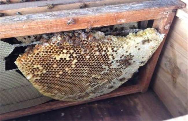 养蜂要注意什么问（新手养殖蜜蜂需要注意哪些问题）