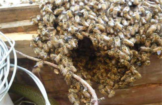 养蜂要注意什么问（新手养殖蜜蜂需要注意哪些问题）