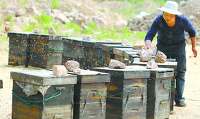工蜂喂养幼虫一天多少次(工蜂每天访问幼虫巢房1300多次,幼虫怎么没撑死)