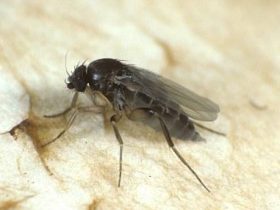蚤蝇 – 蚤蝇科介绍和防治