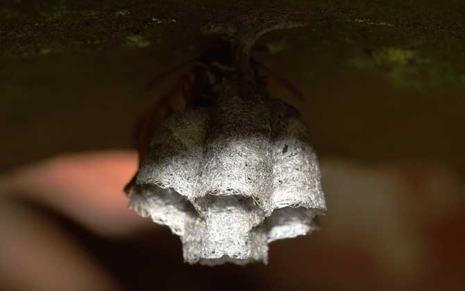 马蜂种苗价格是多少(胡蜂蜂王多少钱一只)