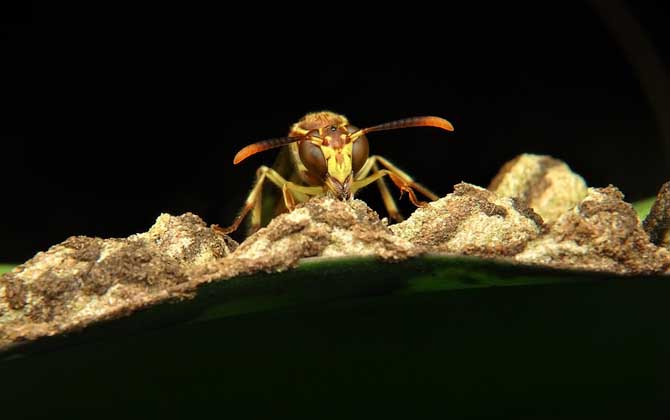 马蜂种苗价格是多少(胡蜂蜂王多少钱一只)