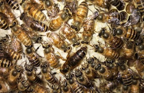 华南中蜂 – 华南中蜂的优缺点