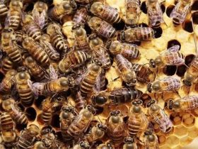 华南中蜂 – 华南中蜂的优缺点