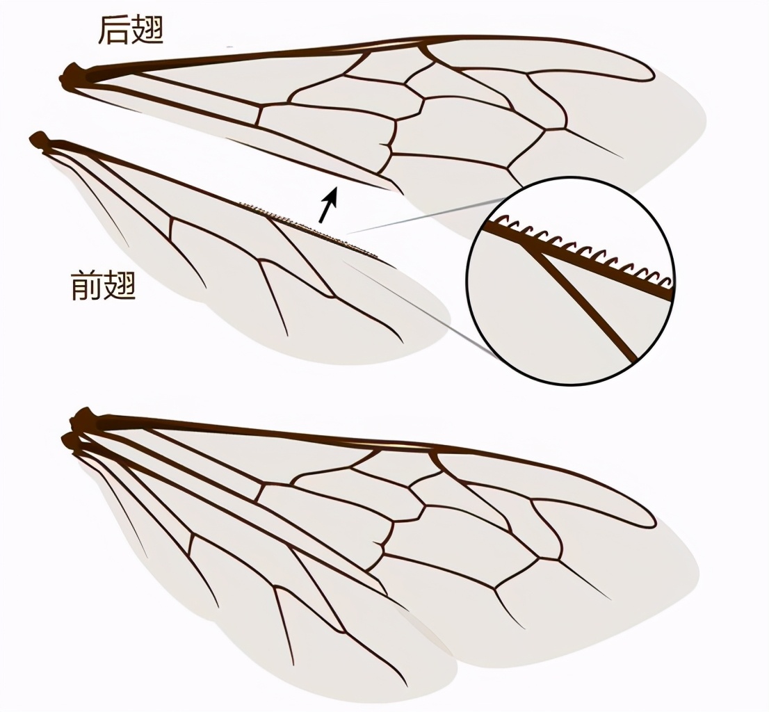 蜜蜂翅膀结构（蜜蜂的翅膀有什么特点和作用）
