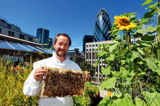 城市可以养蜂么(城市养蜂归哪个部门管)