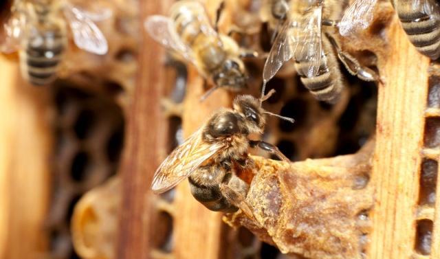 蜜蜂每年什么时候分蜂(蜜蜂分蜂时间及收捕方法)