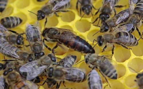 楼顶养蜂对风水有影响吗(养蜂的风水禁忌)