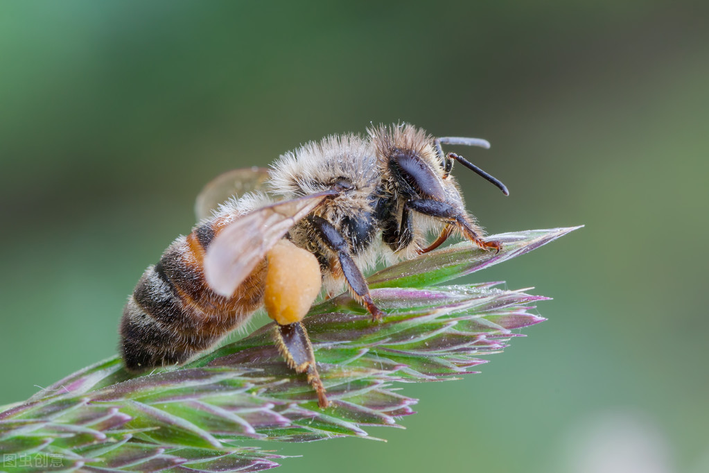 给蜂箱保温用什么材料好(比较好的保温隔热材料是什么)