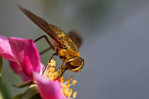 小蜂是什么品种 – 特别小的蜂的介绍