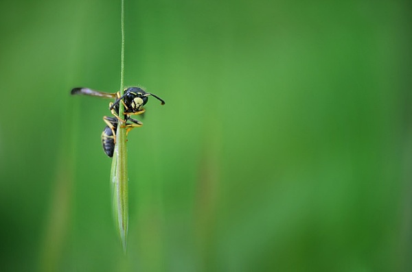 小蜂是什么品种 – 特别小的蜂的介绍