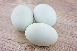 咸鸭蛋不能和什么一起吃（鸭蛋的营养价值和吃鸭蛋的禁忌）