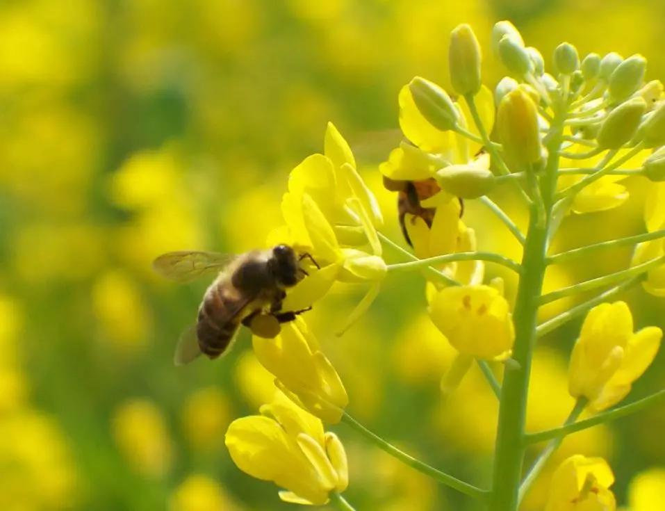 中蜂多王同巢养殖技术(中蜂多王同巢的饲养管理)