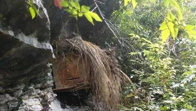 中蜂多王同巢养殖技术(中蜂多王同巢的饲养管理)