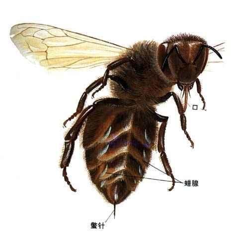 怎么判断蜂针在不在(被蜂蛰了找到蜂针的方法)