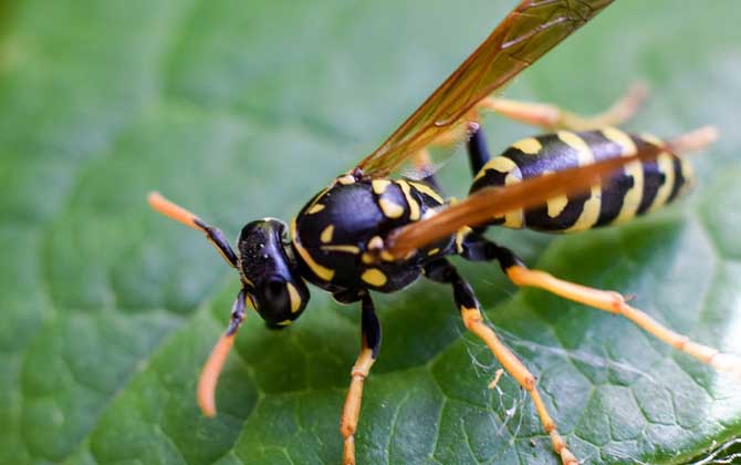 家里飞来黄蜂代表什么(家里飞进一只黄蜂预示什么)