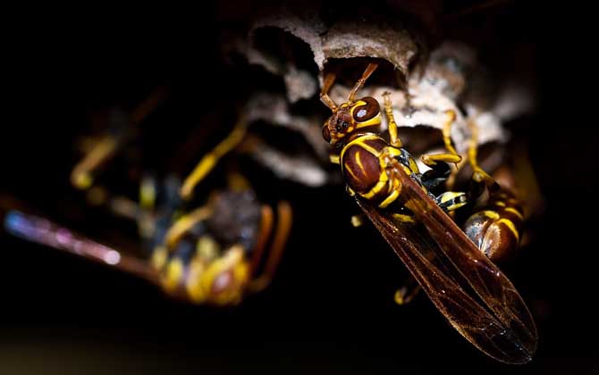 家里飞来黄蜂代表什么(家里飞进一只黄蜂预示什么)