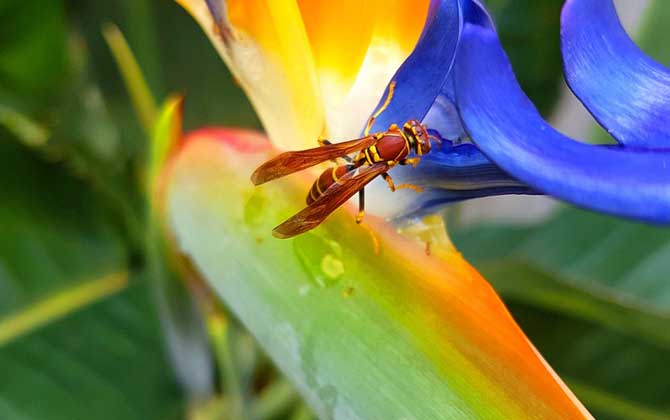 家里飞来黄蜂代表什么(家里飞进一只黄蜂预示什么)
