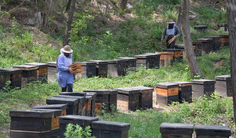 养蜂知识和技术全部 养蜂知识和技术全部讲解