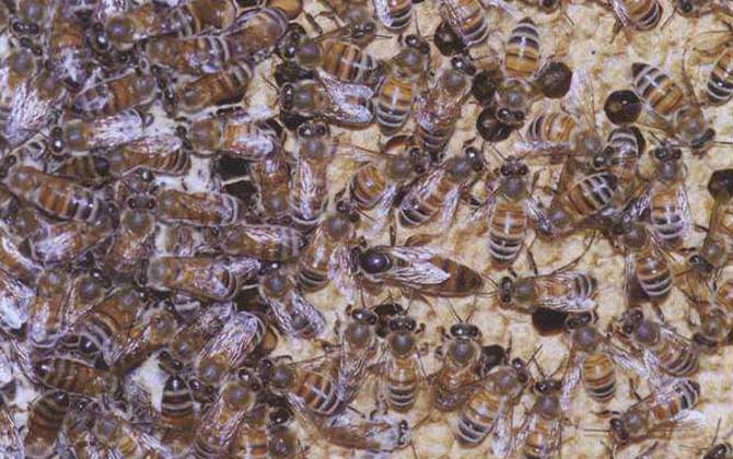 喀尔巴阡蜂和松丹一号哪个好(喀尔巴阡蜂和松丹一号的对比)