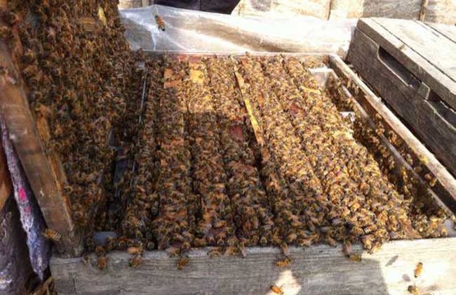 蜜蜂采蜜对花有坏处吗(蜜蜂采蜜对花朵有什么影响和好处)