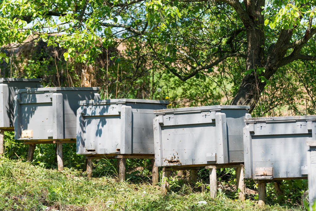 松丹一号春繁特点(中蜂群春繁的划分与发展初期的特征)