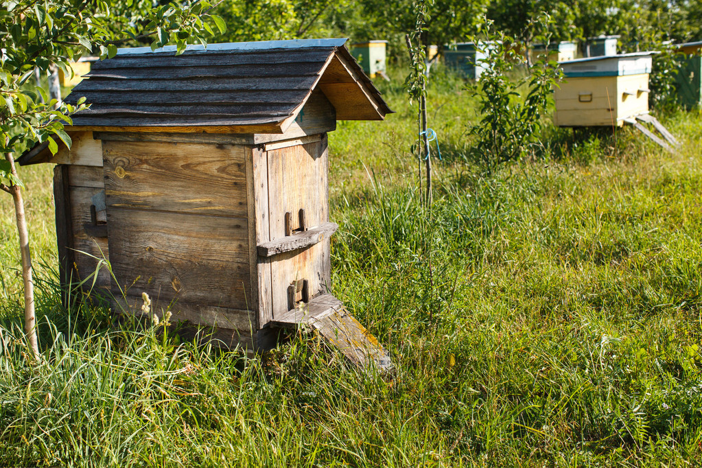 松丹一号春繁特点(中蜂群春繁的划分与发展初期的特征)