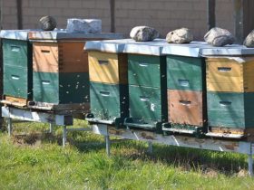 如何箱外观察蜜蜂 – 箱外观察蜜蜂会跑吗