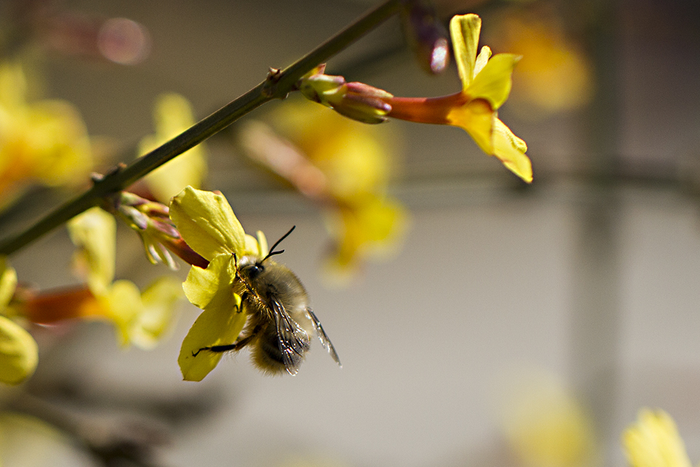 蜜蜂的信息素是什么 – 蜜蜂的信息素主要有哪些