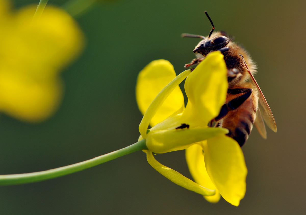 蜜蜂的信息素是什么 – 蜜蜂的信息素主要有哪些
