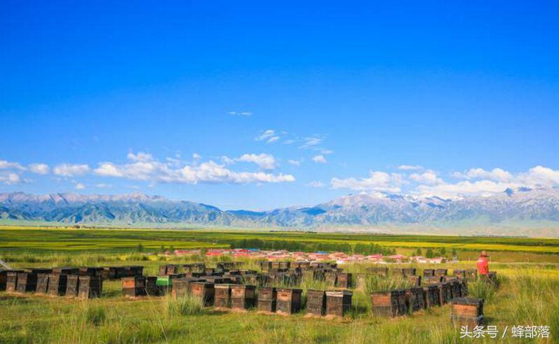 2022年养蜂补贴怎么申请（养蜂补贴补助标准怎么拿）