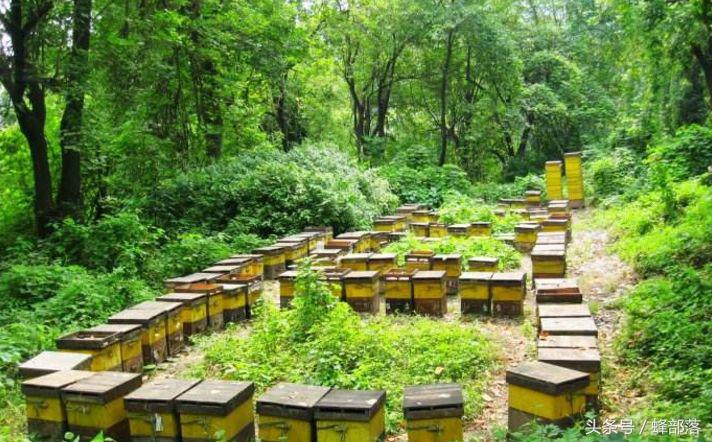 2022年养蜂补贴怎么申请（养蜂补贴补助标准怎么拿）