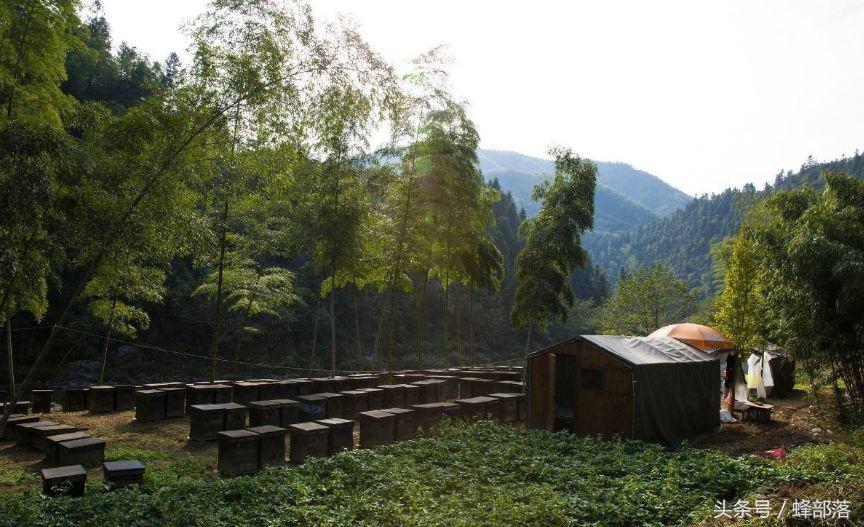 2022年养蜂补贴怎么申请（养蜂补贴补助标准怎么拿）