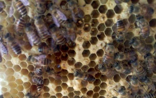 中蜂场多少群以上算规模大(中蜂规模养殖)