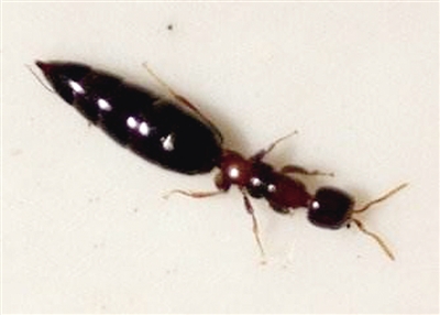 肿腿蜂 – 肿腿蜂简介和利用方法