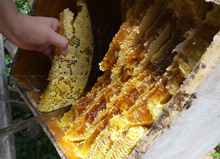 蜂蜜结晶的原因