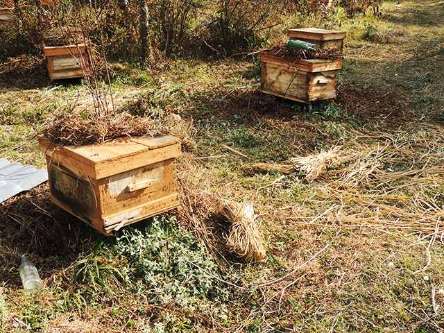 蜜蜂养殖，蜂群最害怕什么？